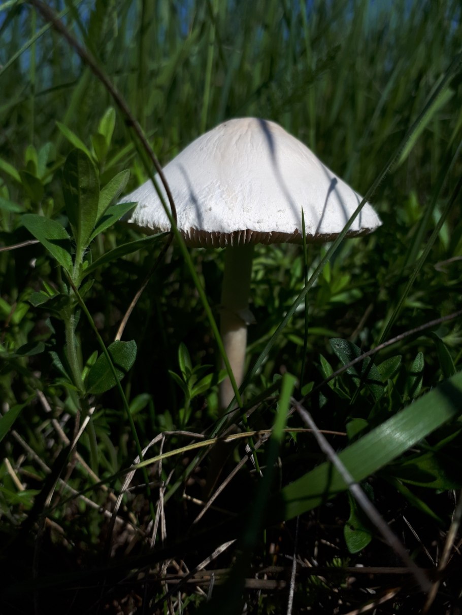 Гриб зонтик пёстрый пластинчатый