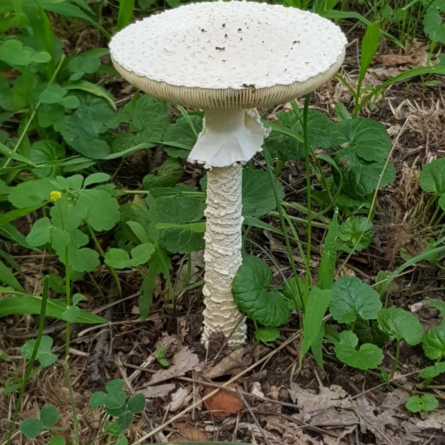 Гриб-зонтик девичий (Macrolepiota puellaris)