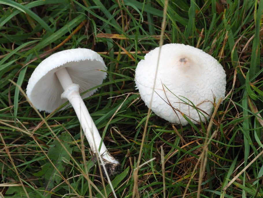 • Зонтик белый (Macrolepiota excoriata