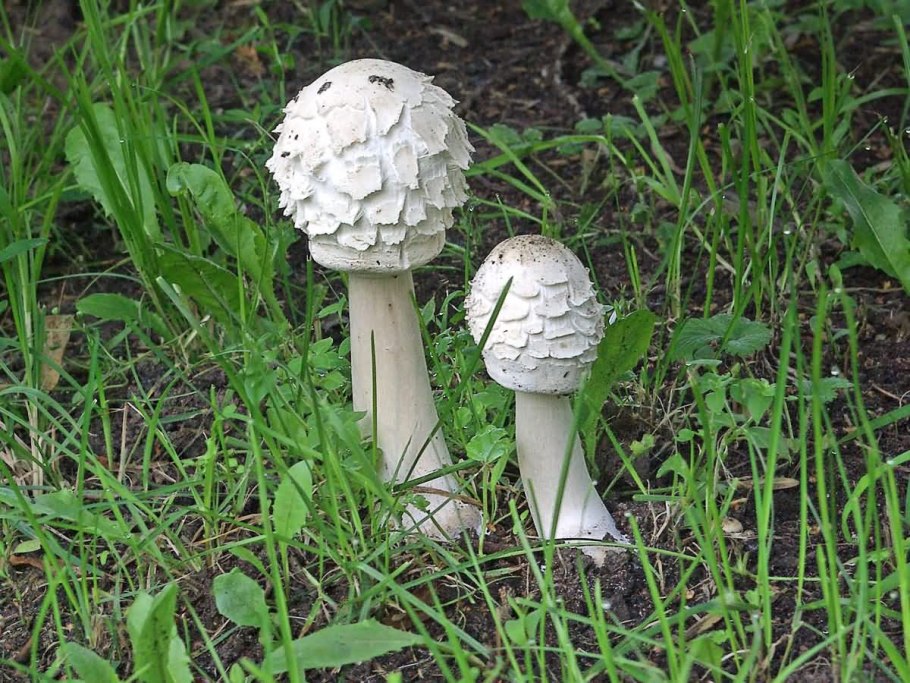 Гриб зонтик Луговой