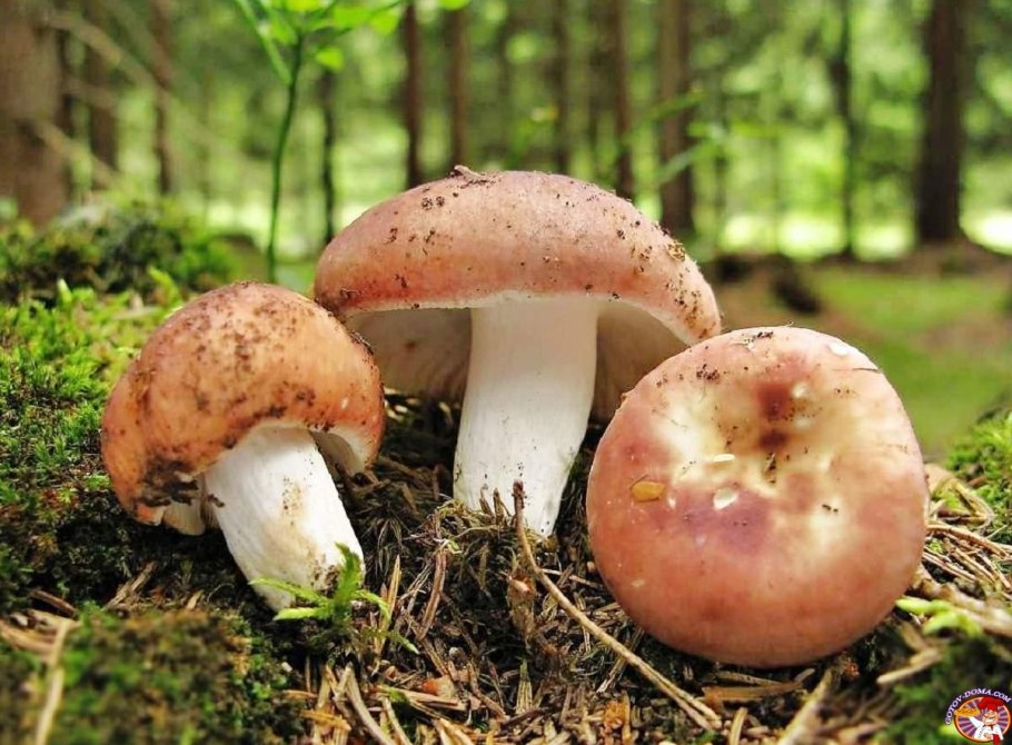 Сыроежка съедобный гриб