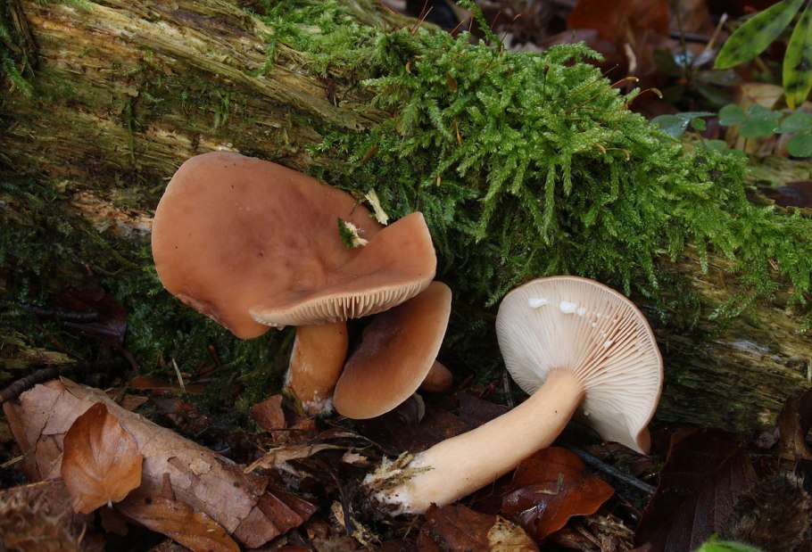 Lactarius subdulcis