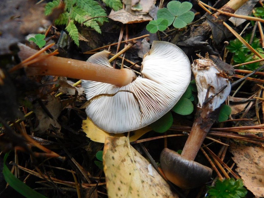 Грибника сели в Калуге