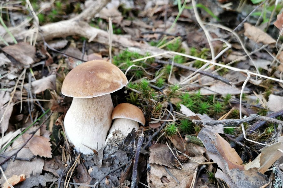 Russula Amoena
