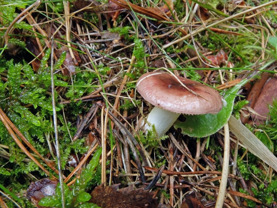 Базидиомикота сыроежка