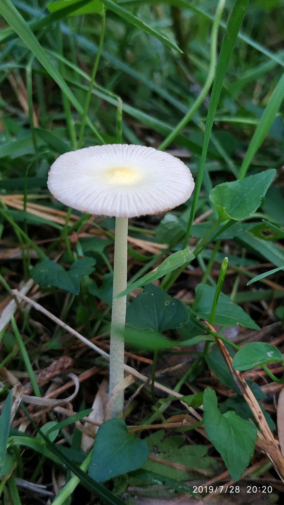 Грибы в Барнауле фото