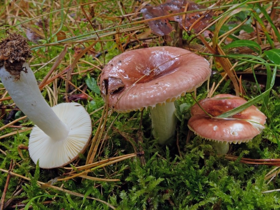 Гриб Agaricus Subrufescens