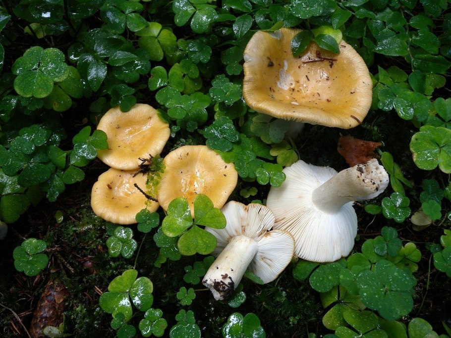 Осенние грибы Подмосковья съедобные