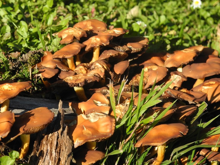 Паутинник желтый (Cortinarius Triumphans)