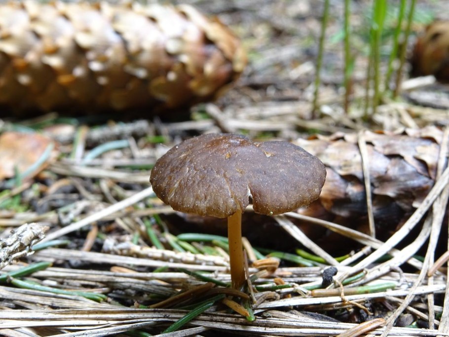 Стробилюрус черенковый