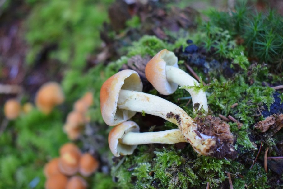 Сыроежка оливковая - Russula olivacea