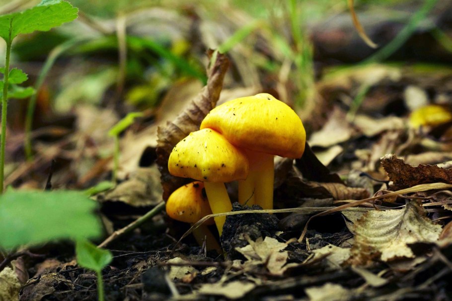 Съедобные грибы