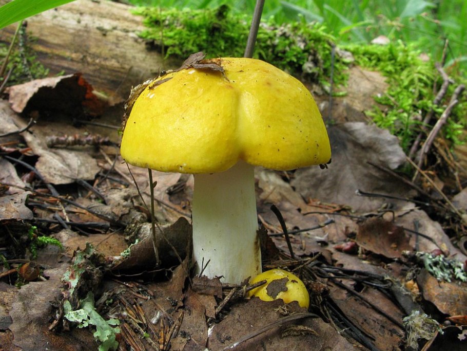 Рядовка пятнистая (Tricholoma pessundatum)