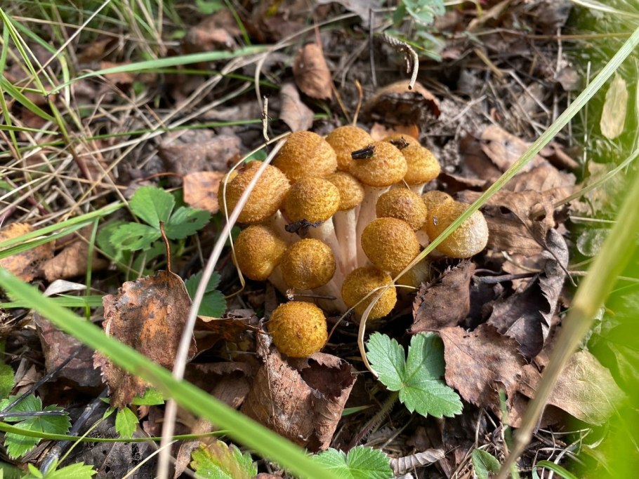 Японские шоколадные грибы