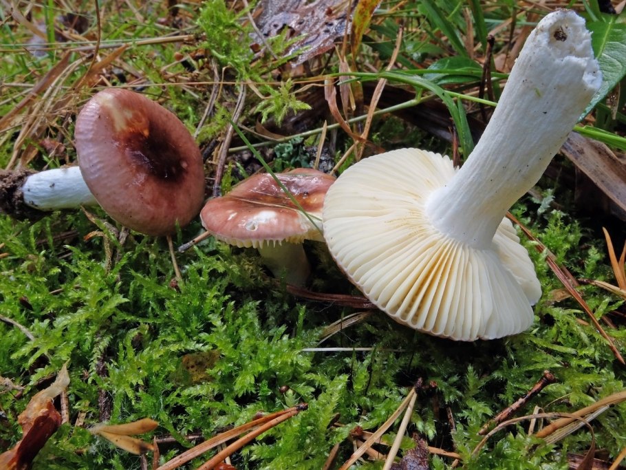 Спасибо за внимание грибы