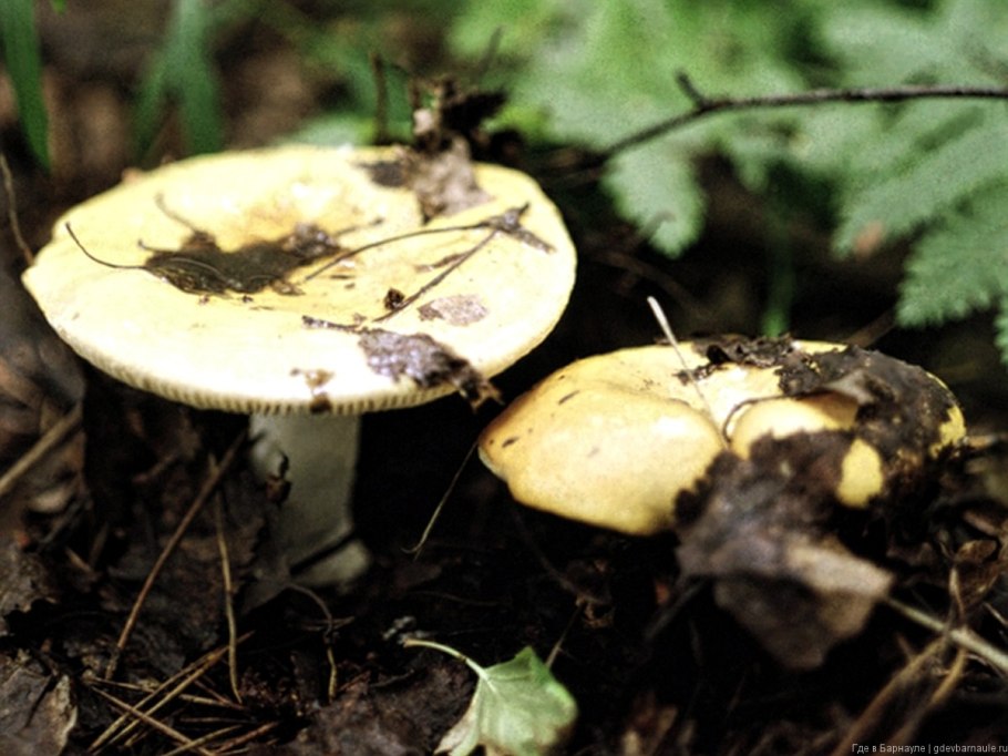 Солодашка что за гриб