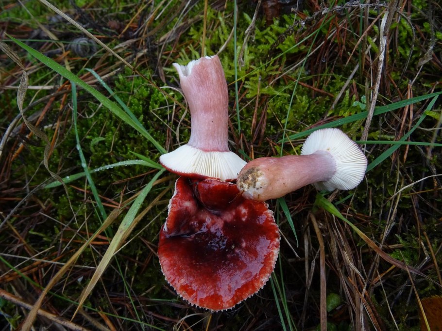 Сыроежка розовая russula rosea