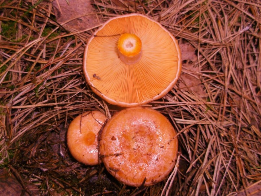 Рыжики грибы