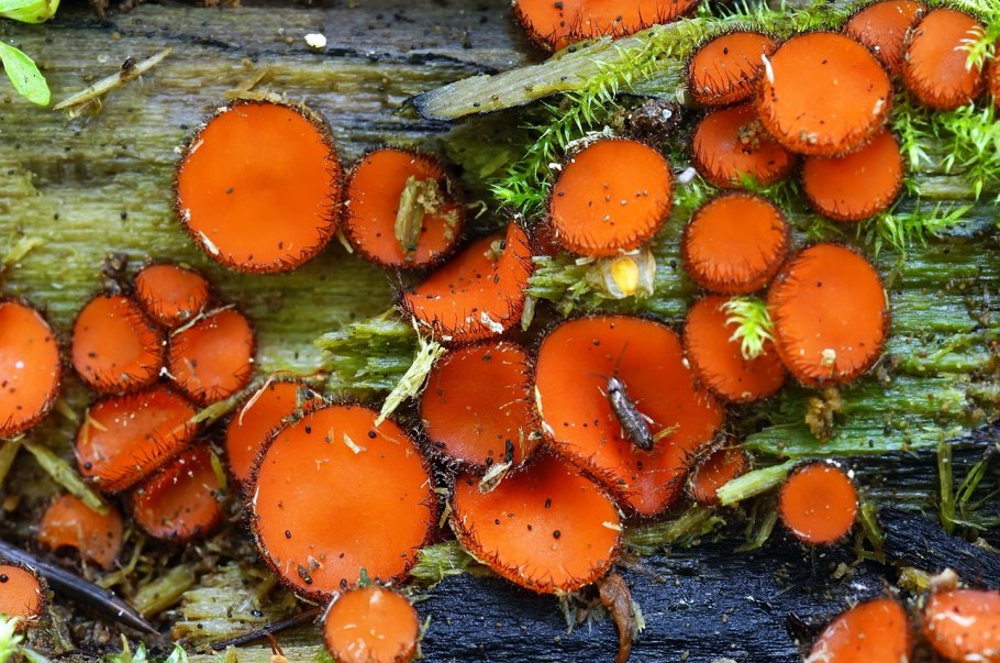 Трутовик оранжевый съедобный