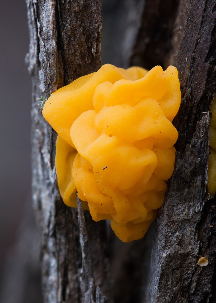 Дрожалка оранжевая tremella mesenterica