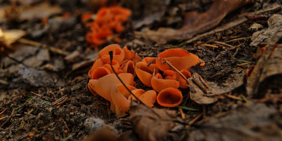 Съедобные грибы на деревьях с названиями