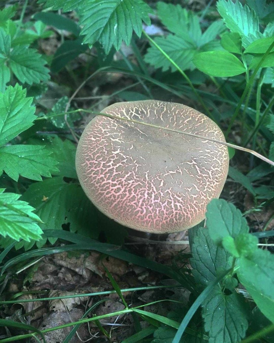 Моховик гриб