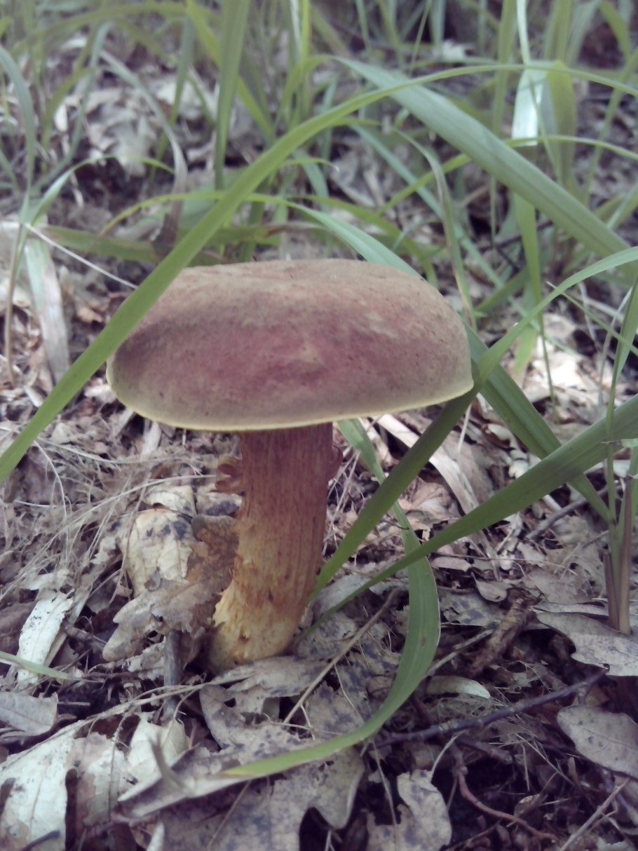 Трубчатые грибы моховик и Козляк