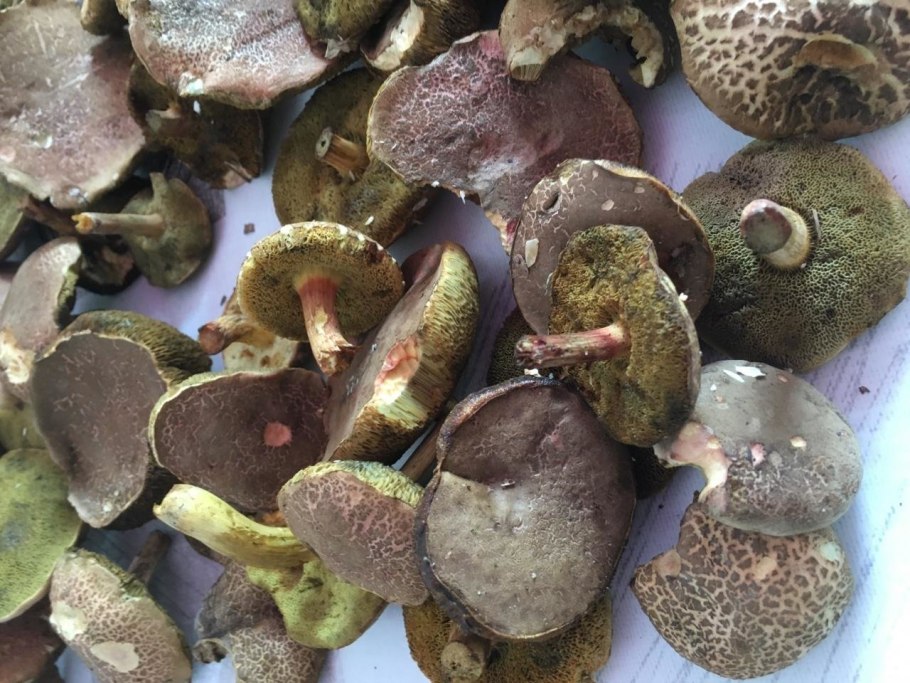 Моховик розовоногий