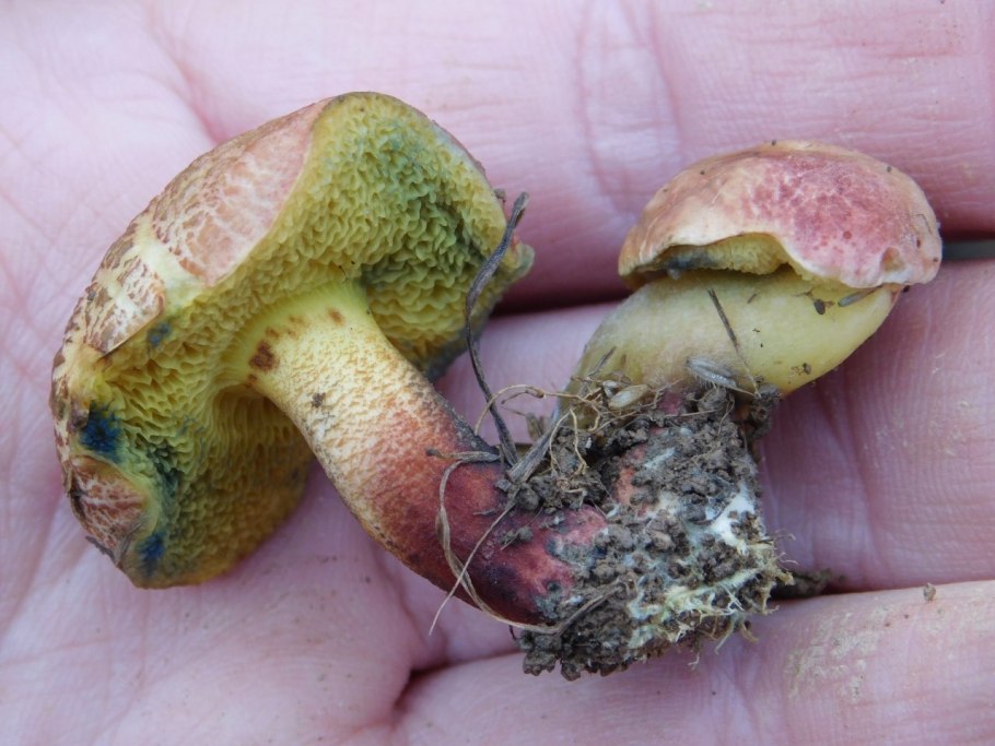 Моховик пестрый