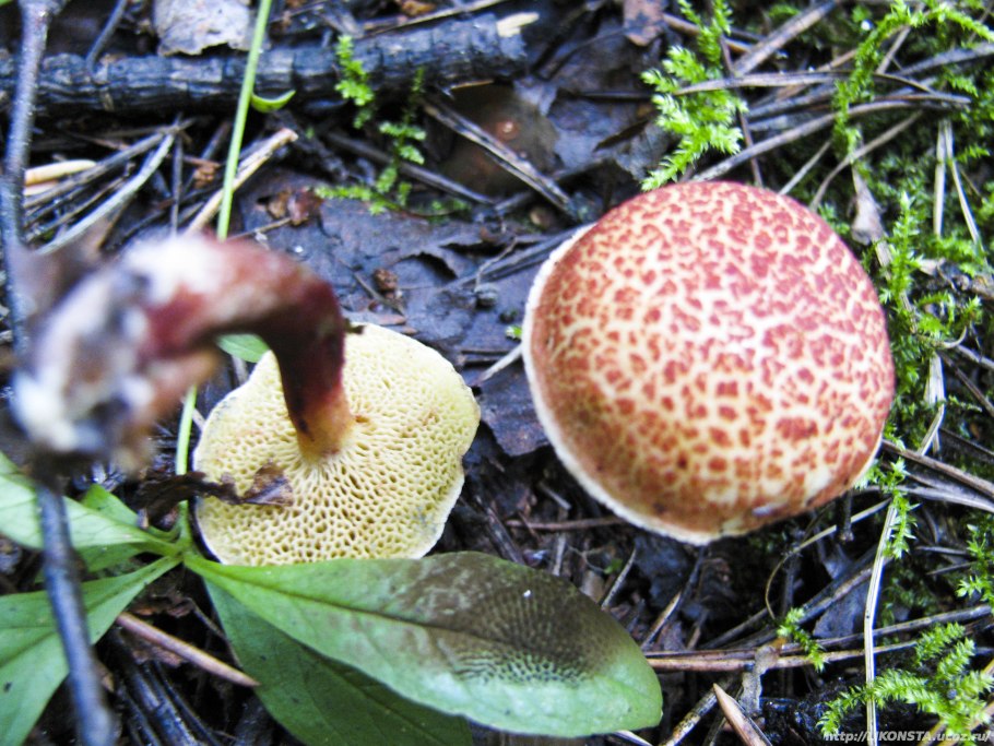 Моховик фото на белом фоне