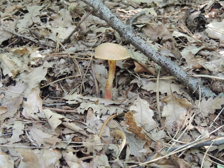 Моховик гриб съедобный