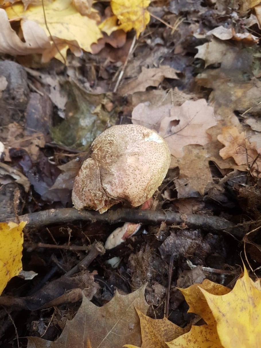 Моховик пёстрый (xerocomellus chrysenteron)