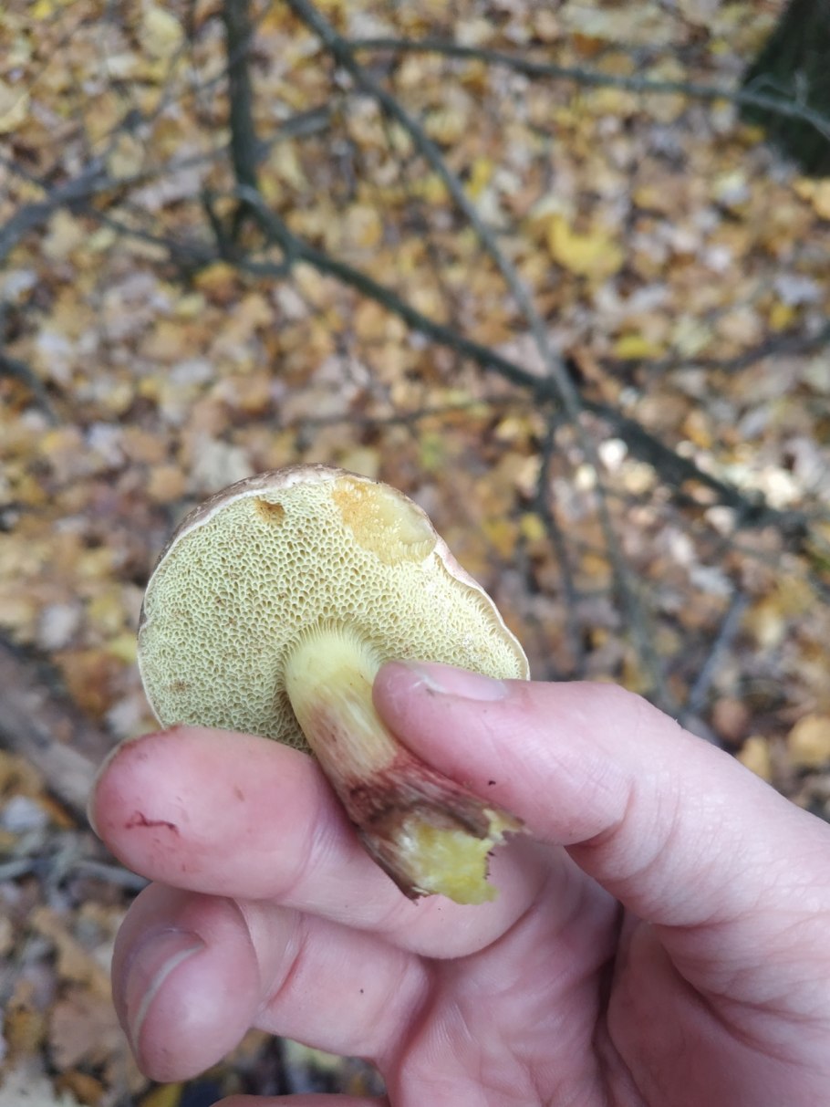 Черный моховик гриб