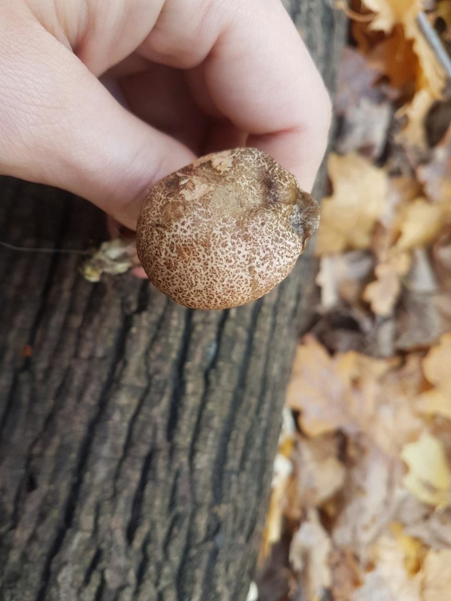 Гриб моховик пёстрый