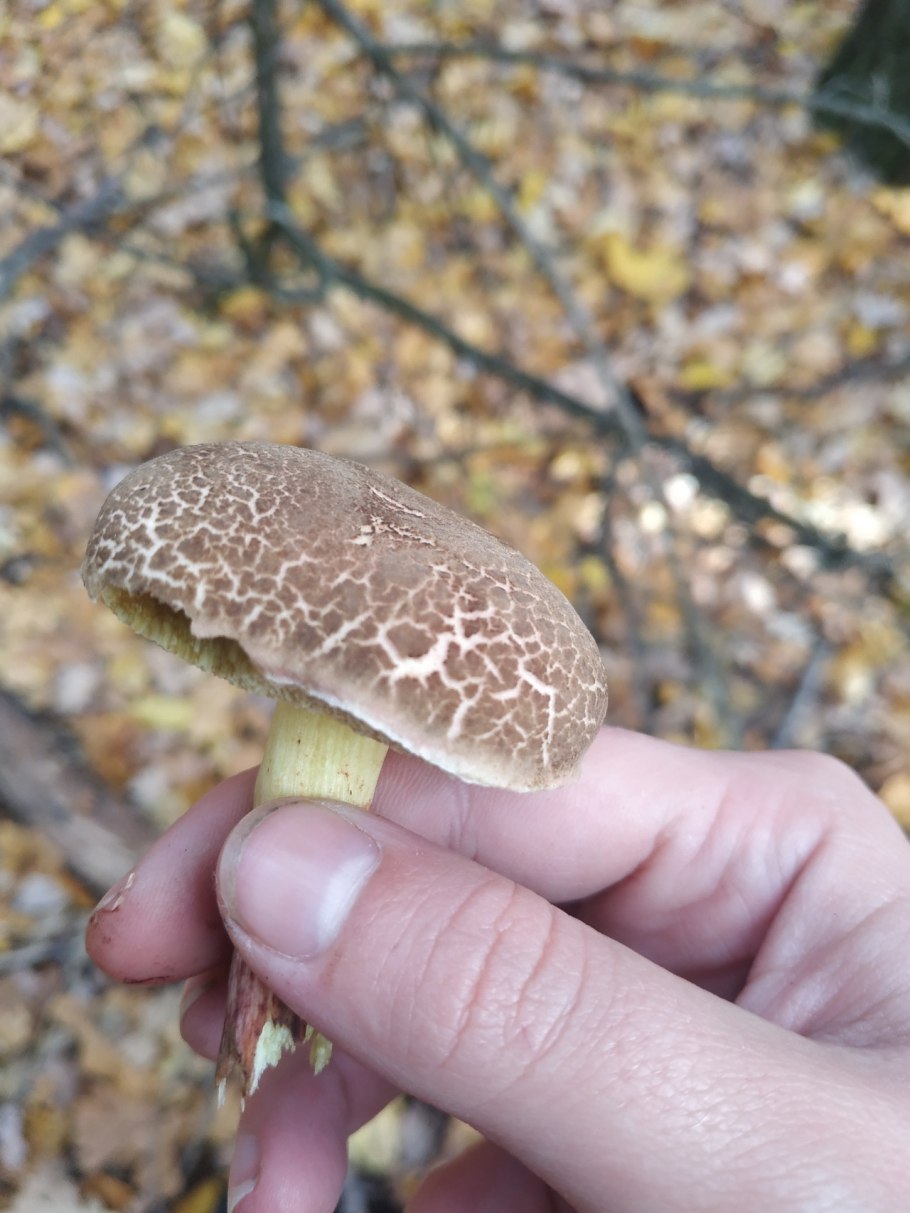 Моховик пестрый