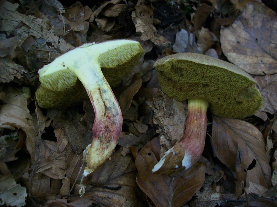 Моховик Прибрежный Xerocomellus ripariellus