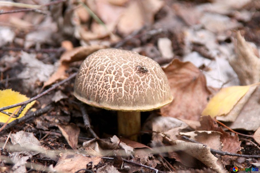 Моховик пестрый трещиноватый