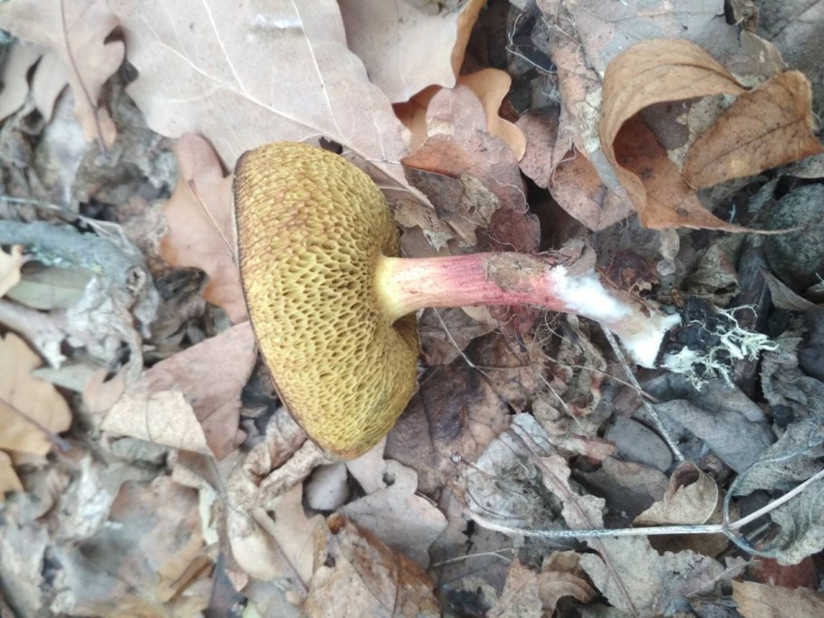 Моховик пестрый