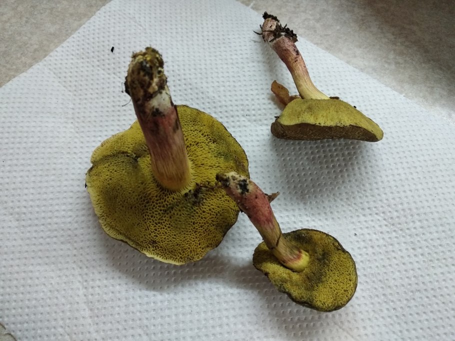 Xerocomellus cisalpinus