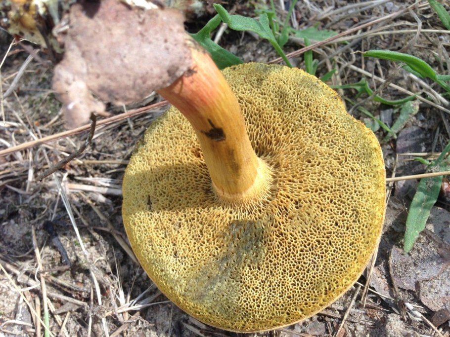 Гаркуша гриб