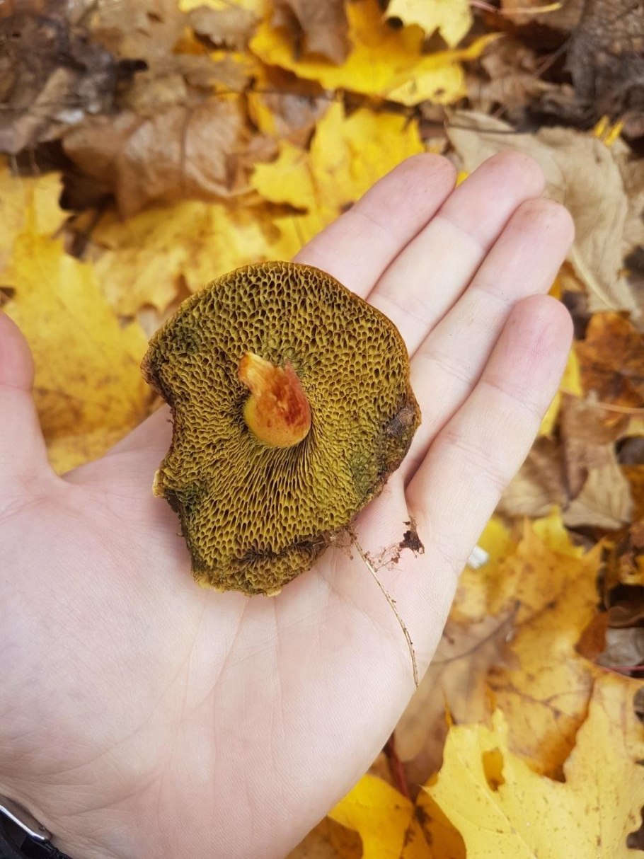 Моховик пестрый трещиноватый