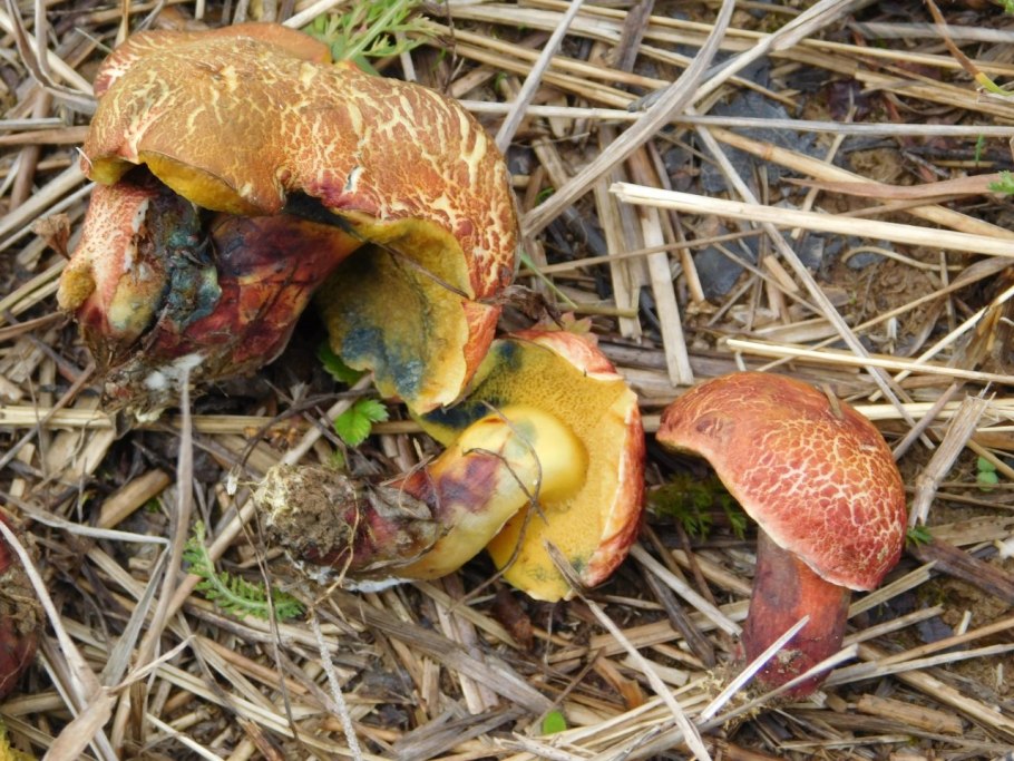 Подберезовик моховик