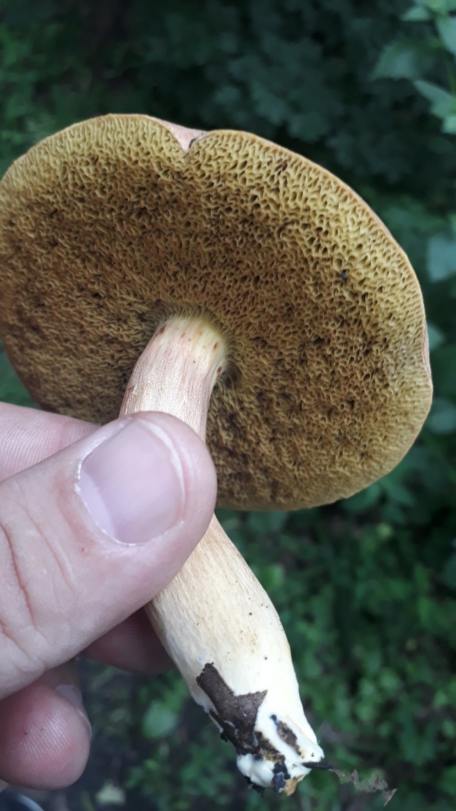 Гриб моховик пёстрый