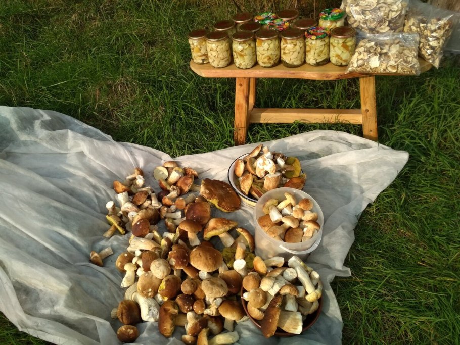 Сырые шампиньоны