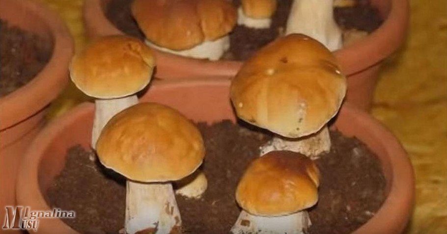 Домашняя грибница белых грибов