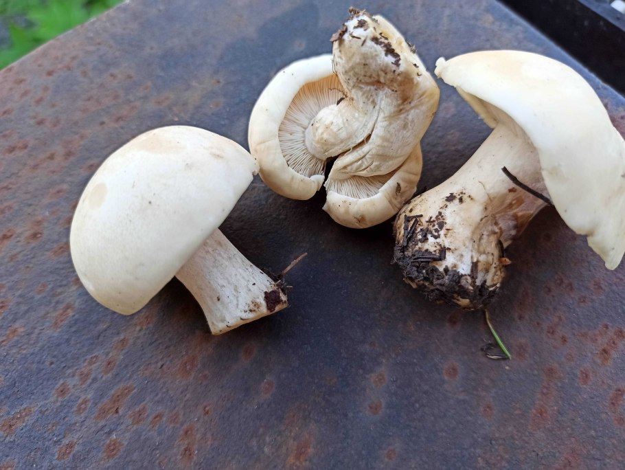 Рядовка Чешуйчатая Tricholoma imbricatum
