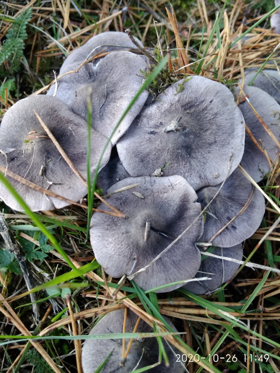 Рядовка серая Tricholoma portentosum.