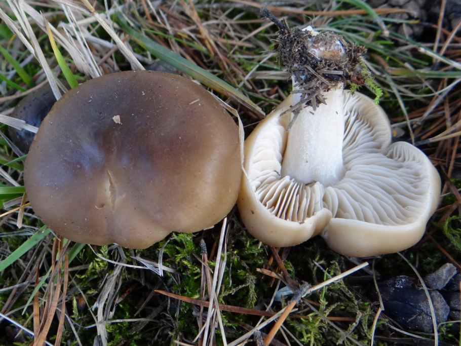 Рядовка мыльная Tricholoma saponaceum