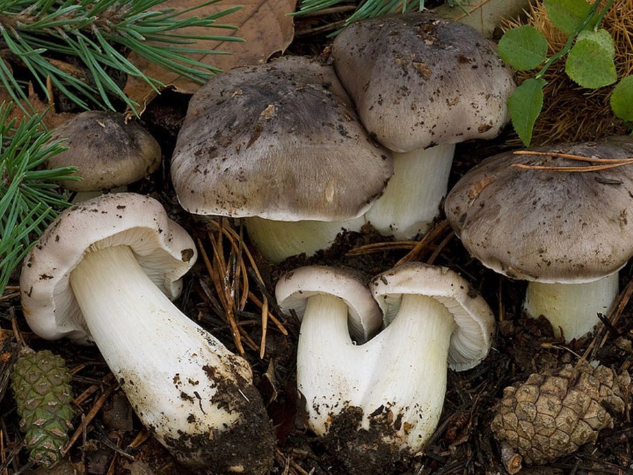 Рядовка серая Tricholoma portentosum.