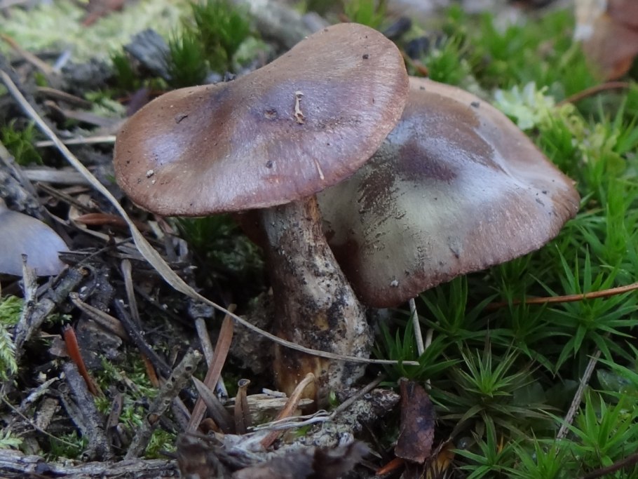 Рядовка надломленная Tricholoma batschii